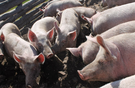 Африканская чума свиней подобралась к границам Камешкирского района